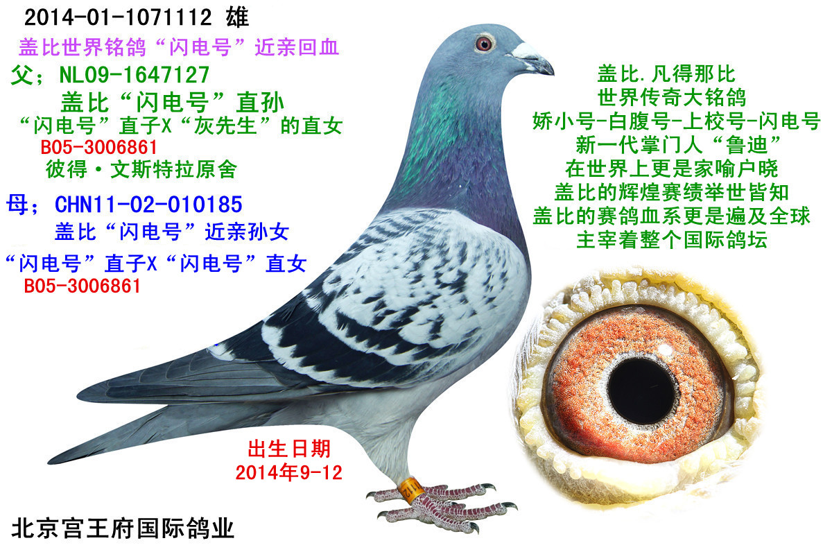 信鸽在线拍卖平台 - 中国信鸽信息网