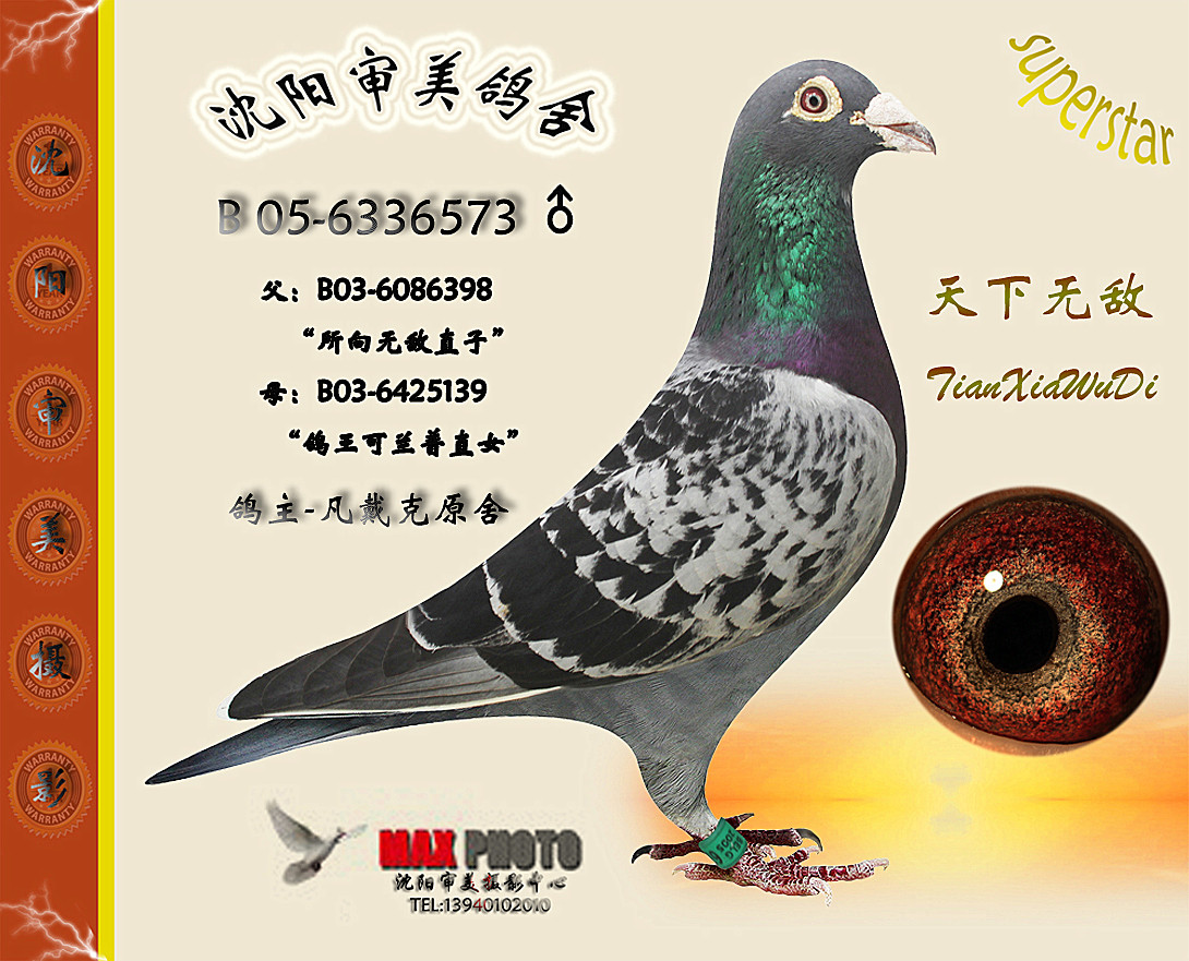 信鸽在线拍卖平台 - 中国信鸽信息网