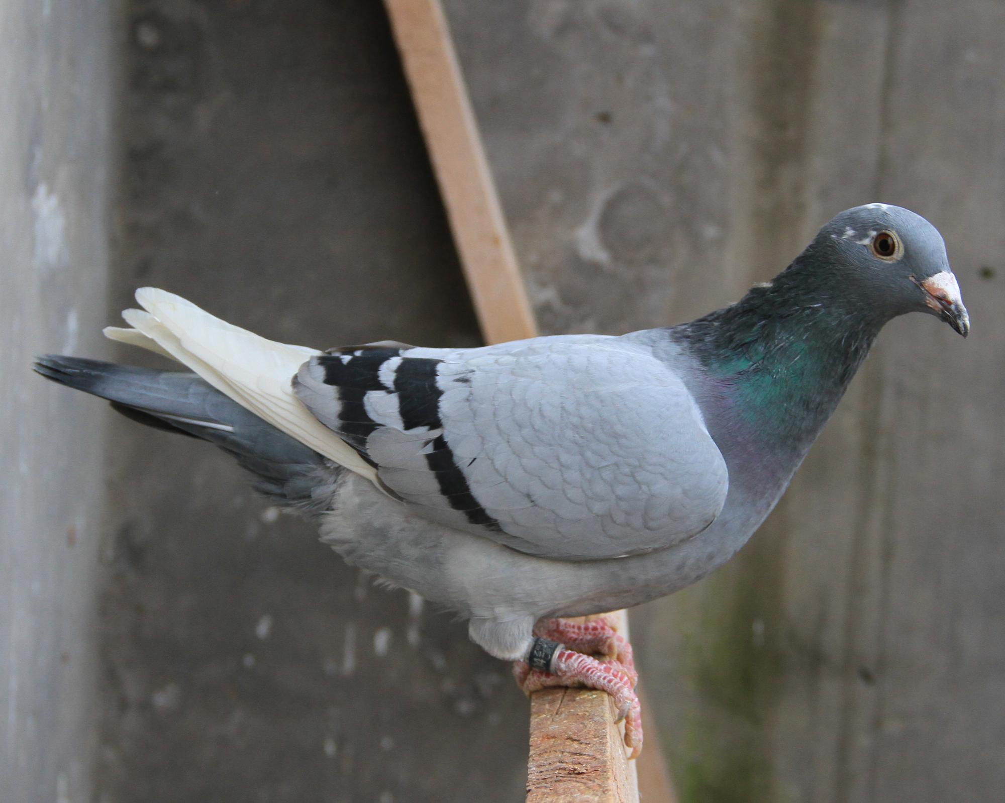 信鸽在线拍卖平台 - 中国信鸽信息网