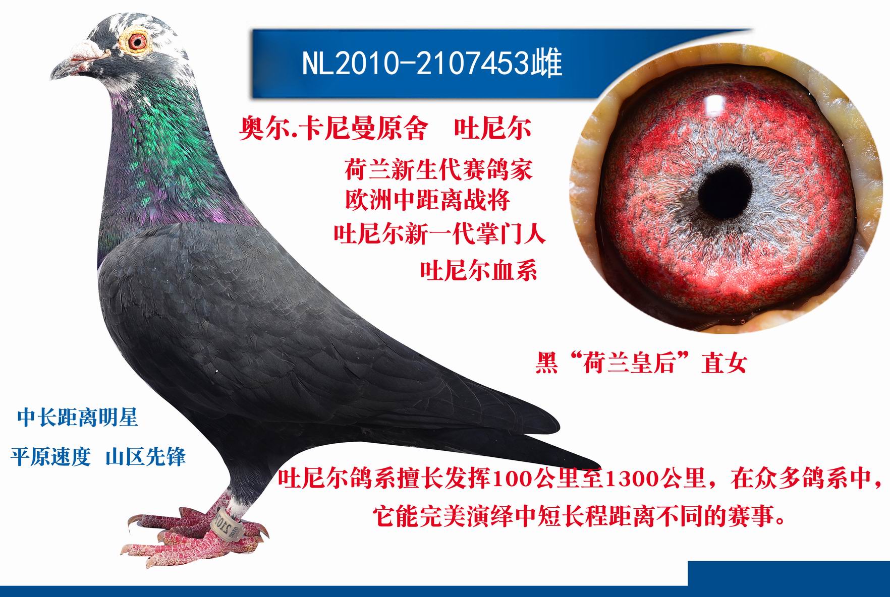 >> 查看拍卖商品