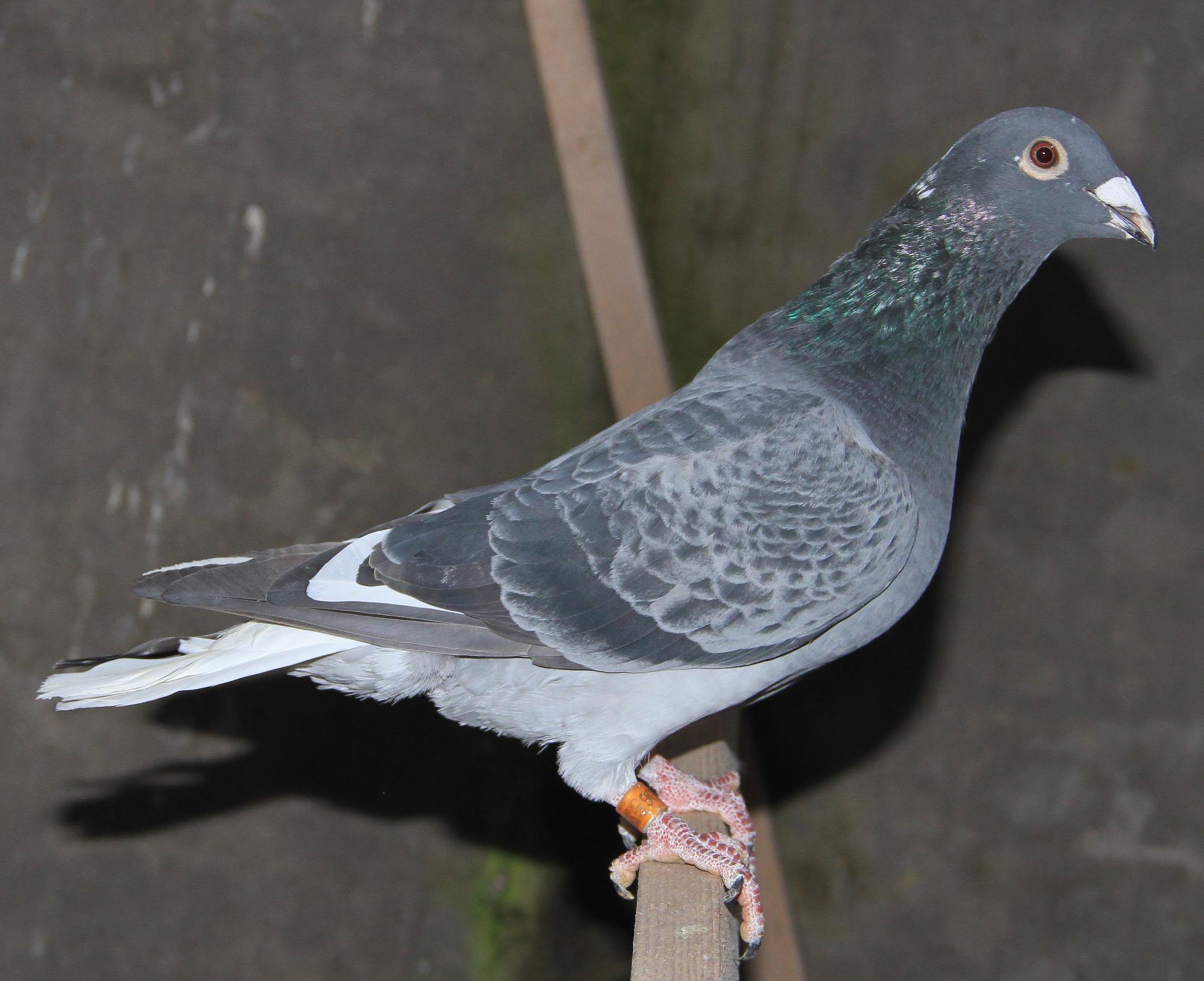 >> 查看拍卖商品