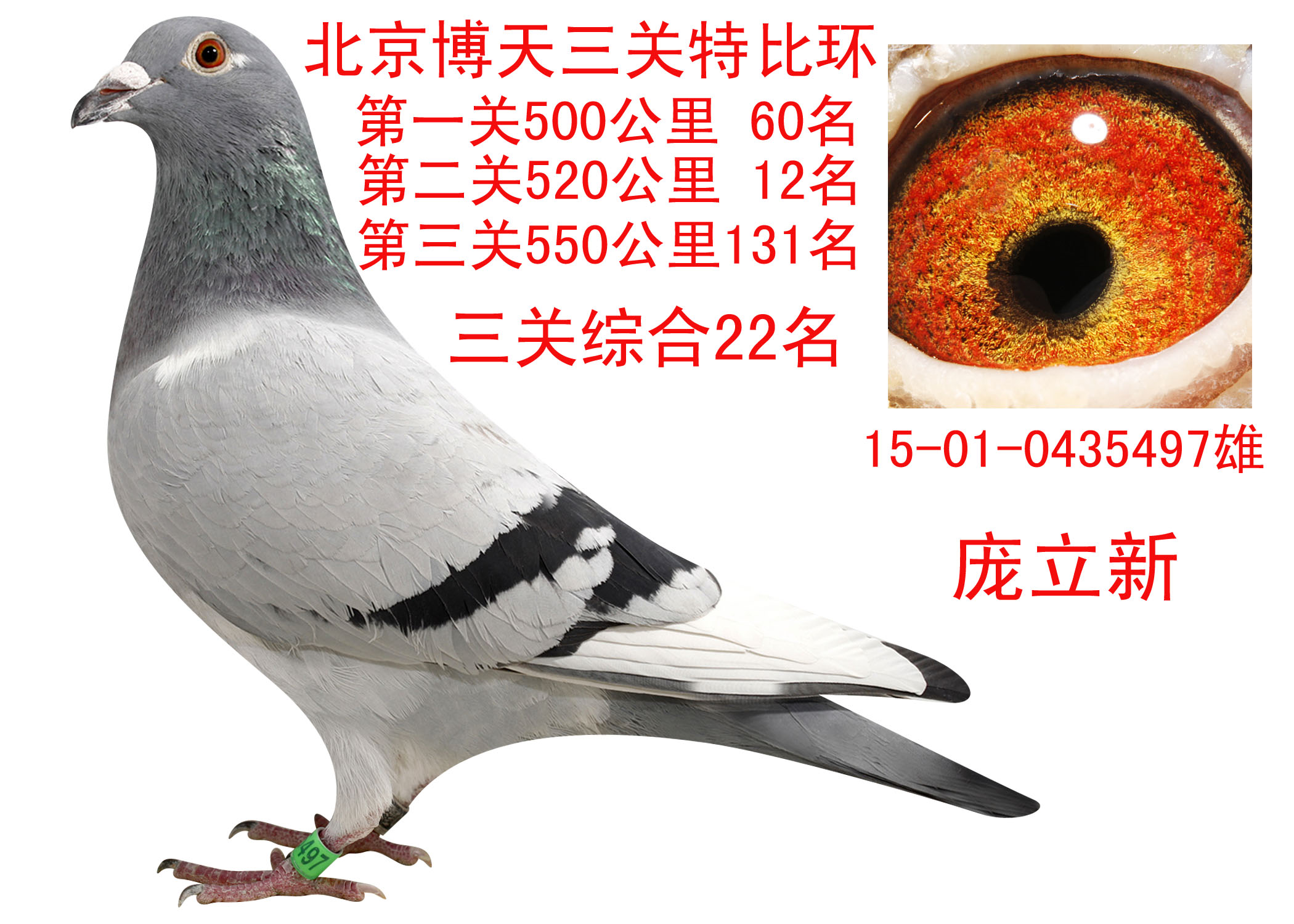 信鸽在线拍卖平台 - 中国信鸽信息网