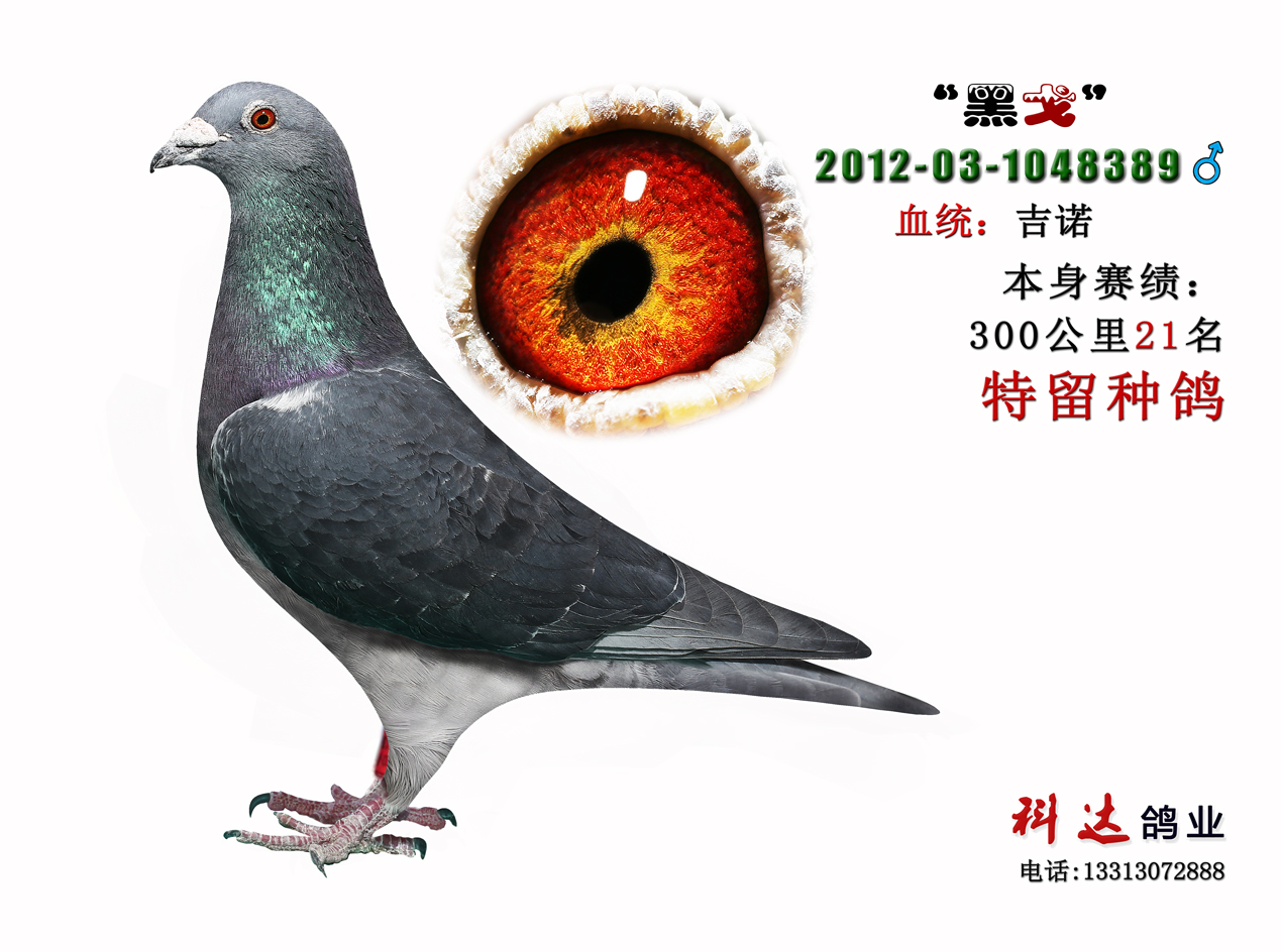 信鸽在线拍卖平台 - 中国信鸽信息网