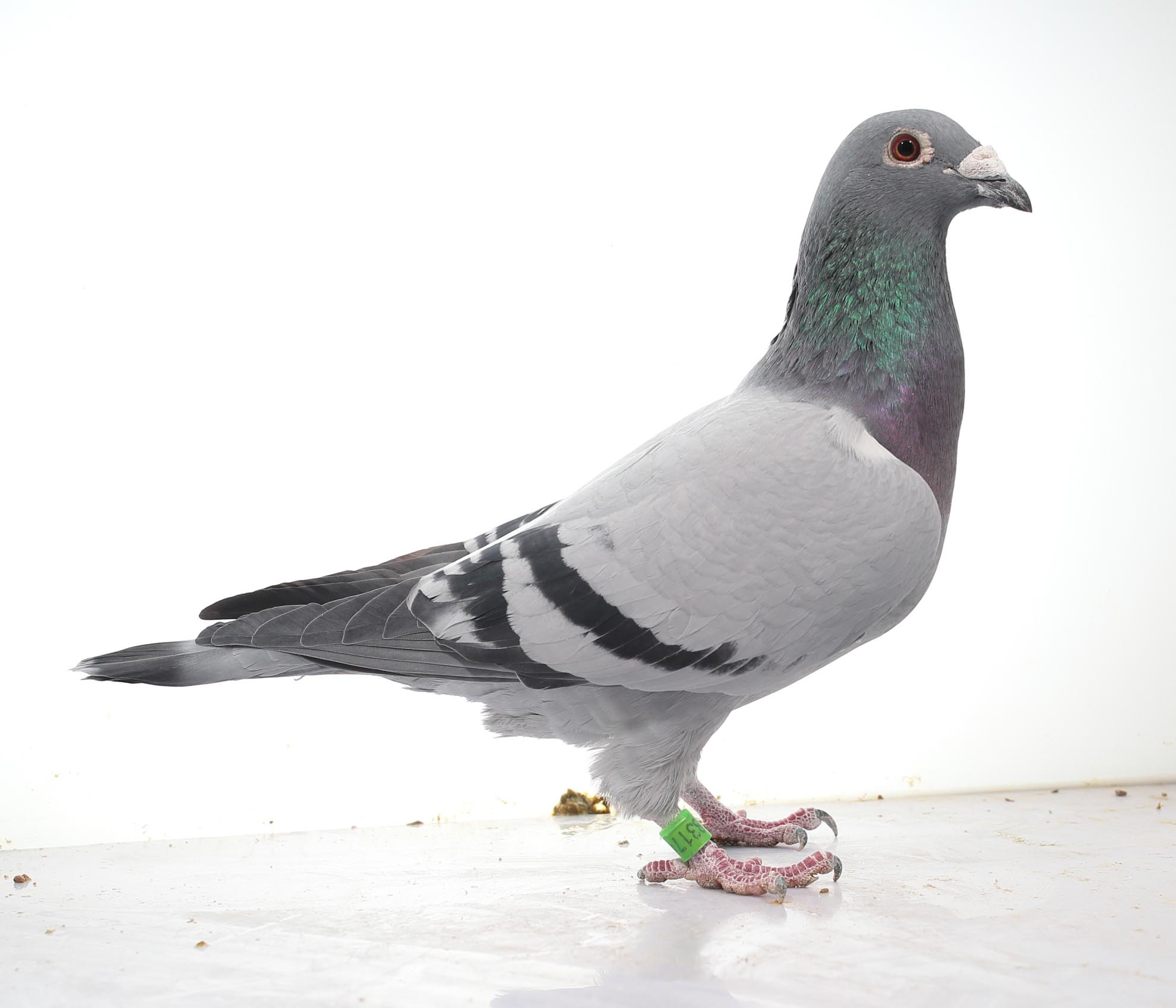 北京晶宇赛鸽 - 中信网铭鸽展厅 www.ag188.com