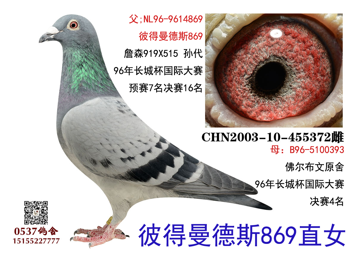 信鸽在线拍卖平台 - 中国信鸽信息网