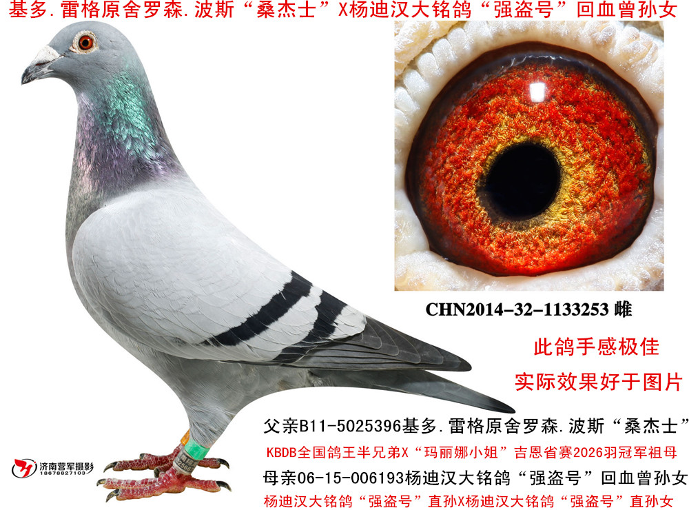 信鸽在线拍卖平台 - 中国信鸽信息网