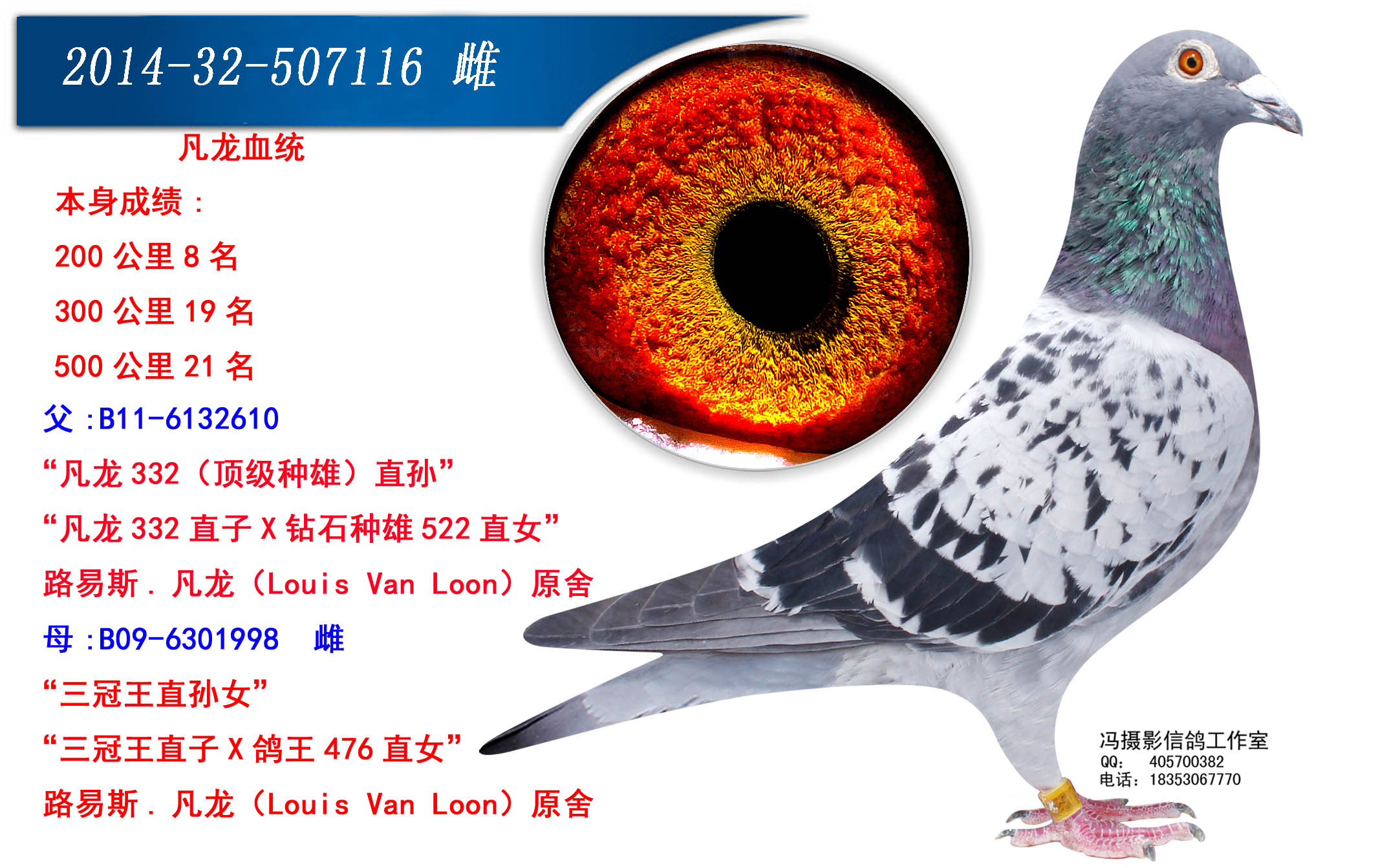 帮助 首 页  铭 鸽  新鸽上架  推荐铭鸽  定价鸽  信鸽拍卖 黄金配对