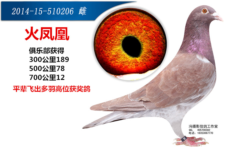 >> 查看拍卖商品