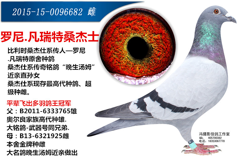 桑杰士"晚生汤姆"近亲 保证金级 拍卖