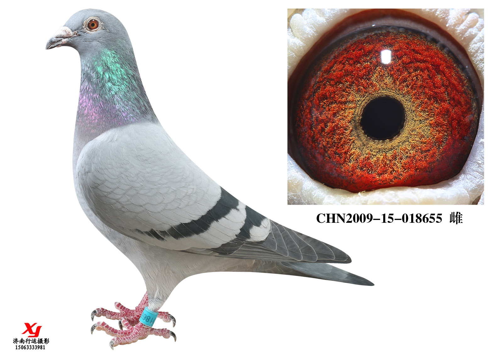 信鸽在线拍卖平台 - 中国信鸽信息网