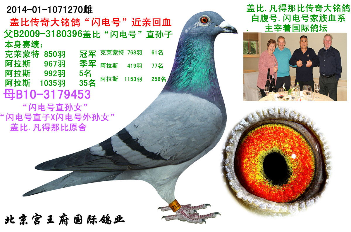 北京宫王府鸽业 - 中信网铭鸽展厅 www.ag188.com