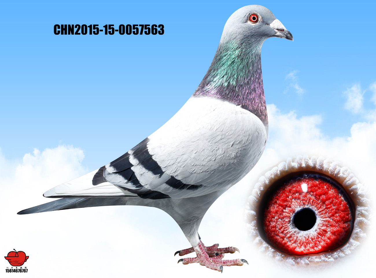 >> 查看拍卖商品