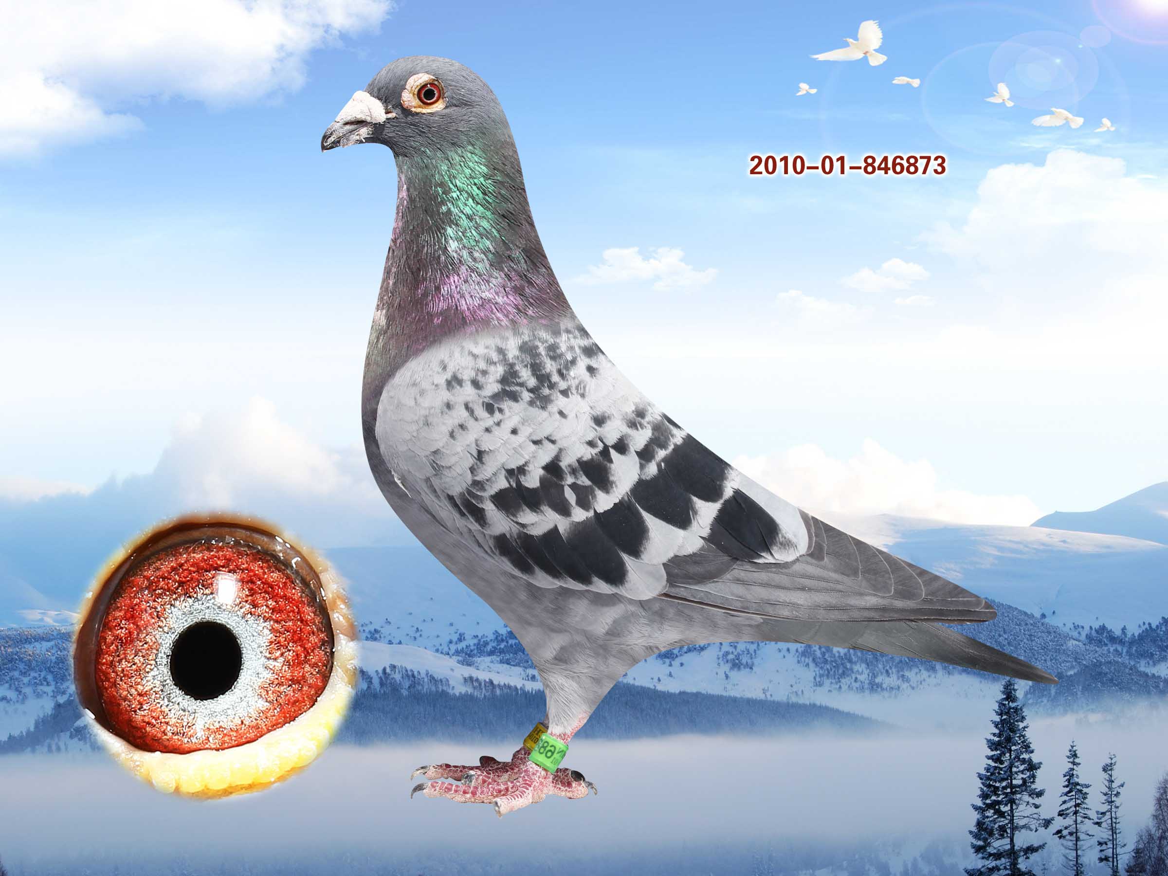 信鸽在线拍卖平台 - 中国信鸽信息网