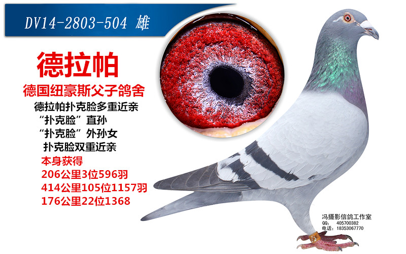 商品 首 页  铭 鸽  新鸽上架  推荐铭鸽  定价鸽  在线拍鸽 黄金配对