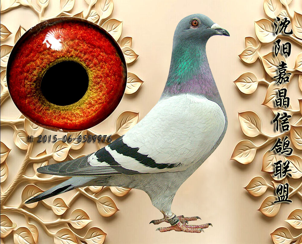 信鸽在线拍卖平台 - 中国信鸽信息网