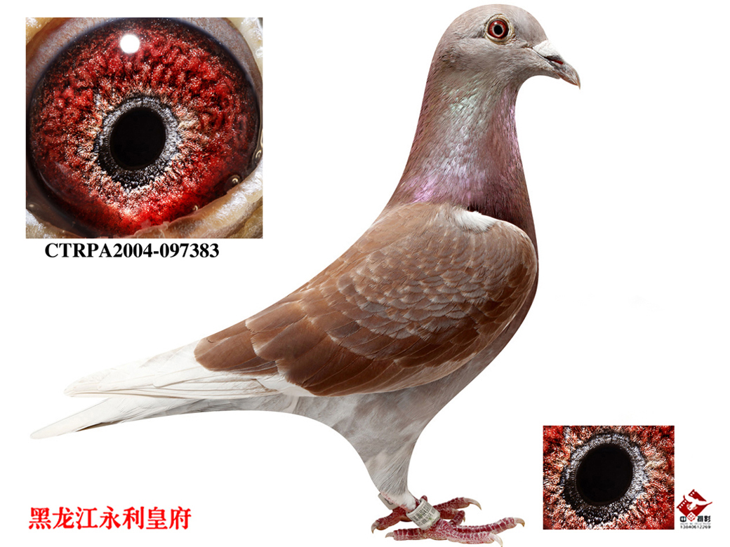 信鸽拍卖首页 拍卖专题 >> 查看拍卖商品   皇府精品一线老种鸽