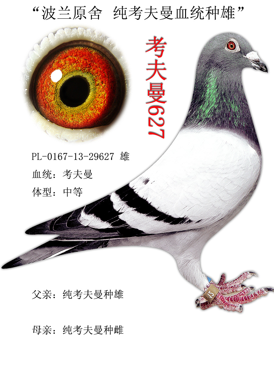 信鸽在线拍卖平台 - 中国信鸽信息网