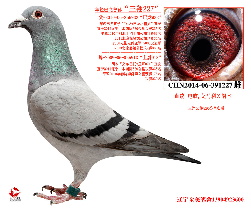辽宁.全美 - 中信网铭鸽展厅 www.ag188.com