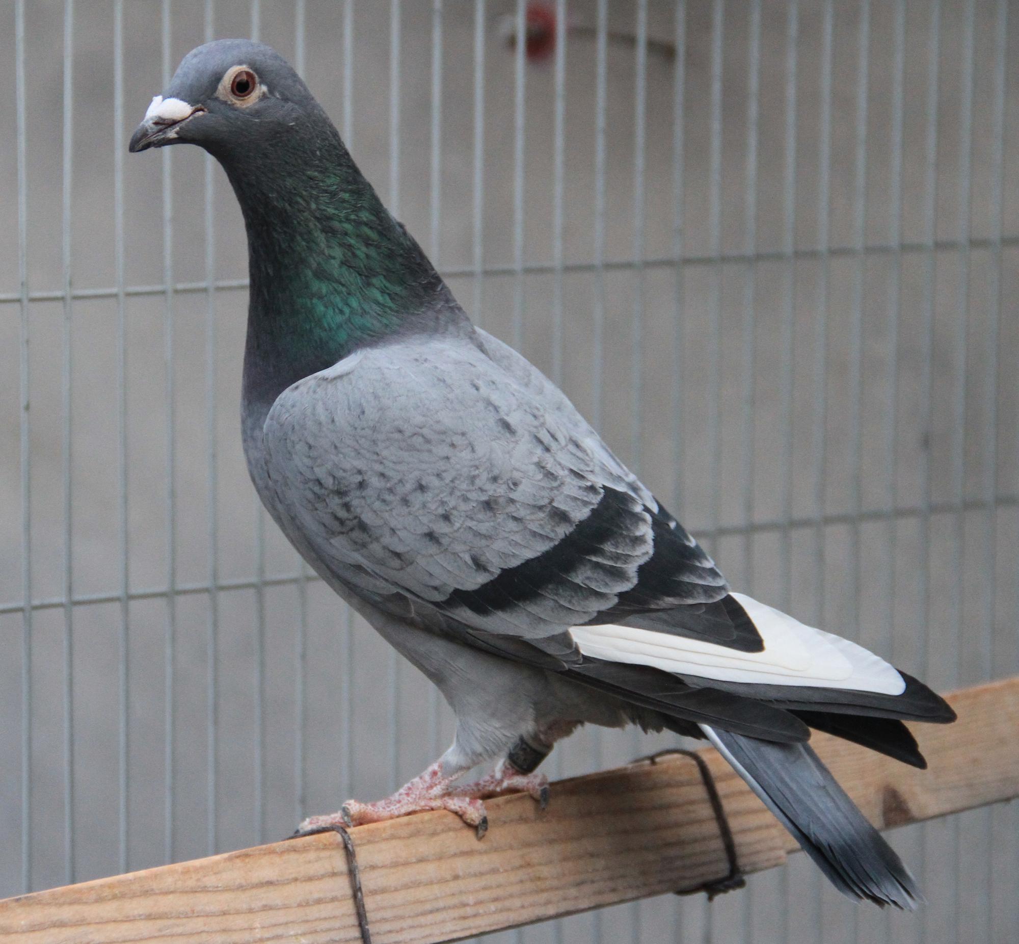 >> 查看拍卖商品