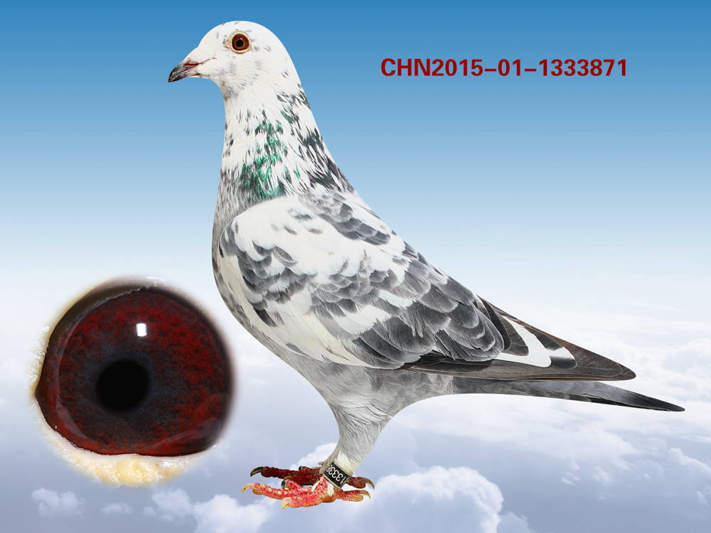 信鸽在线拍卖平台 - 中国信鸽信息网