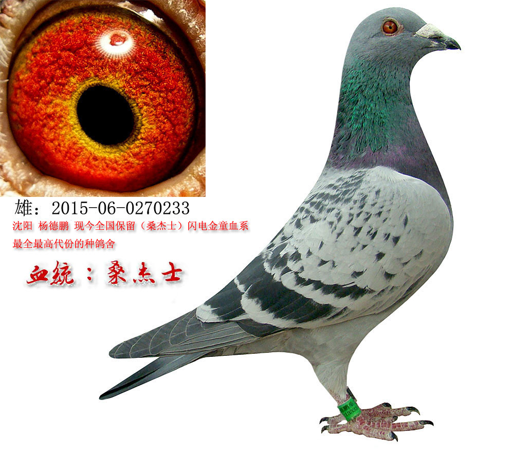 信鸽在线拍卖平台 - 中国信鸽信息网