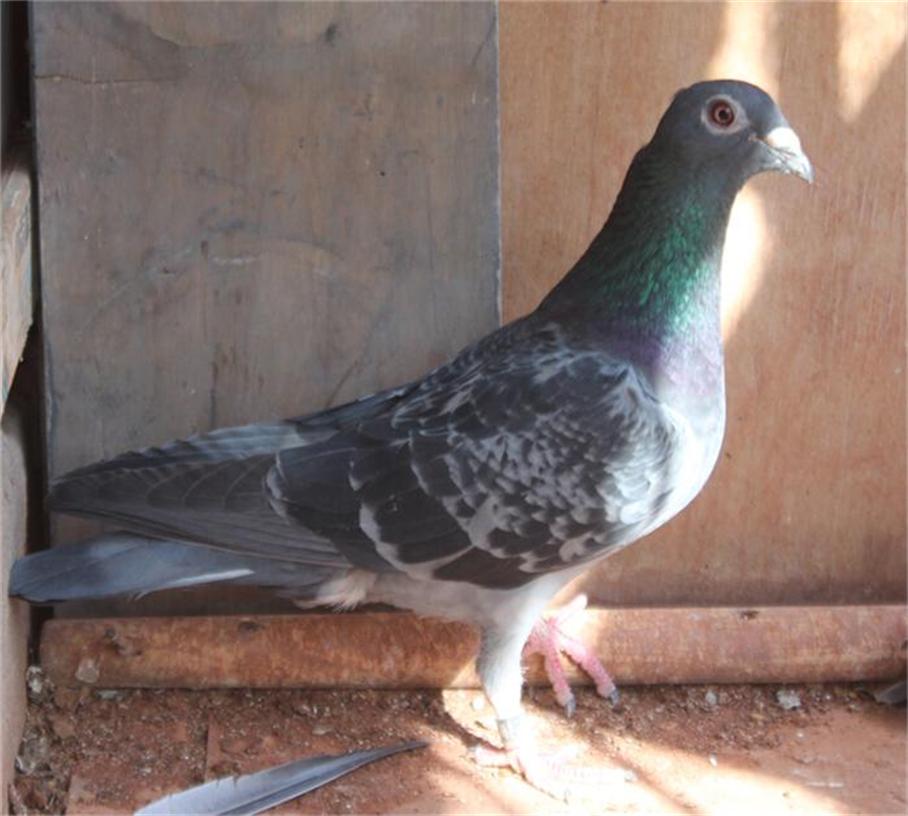 >> 查看拍卖商品