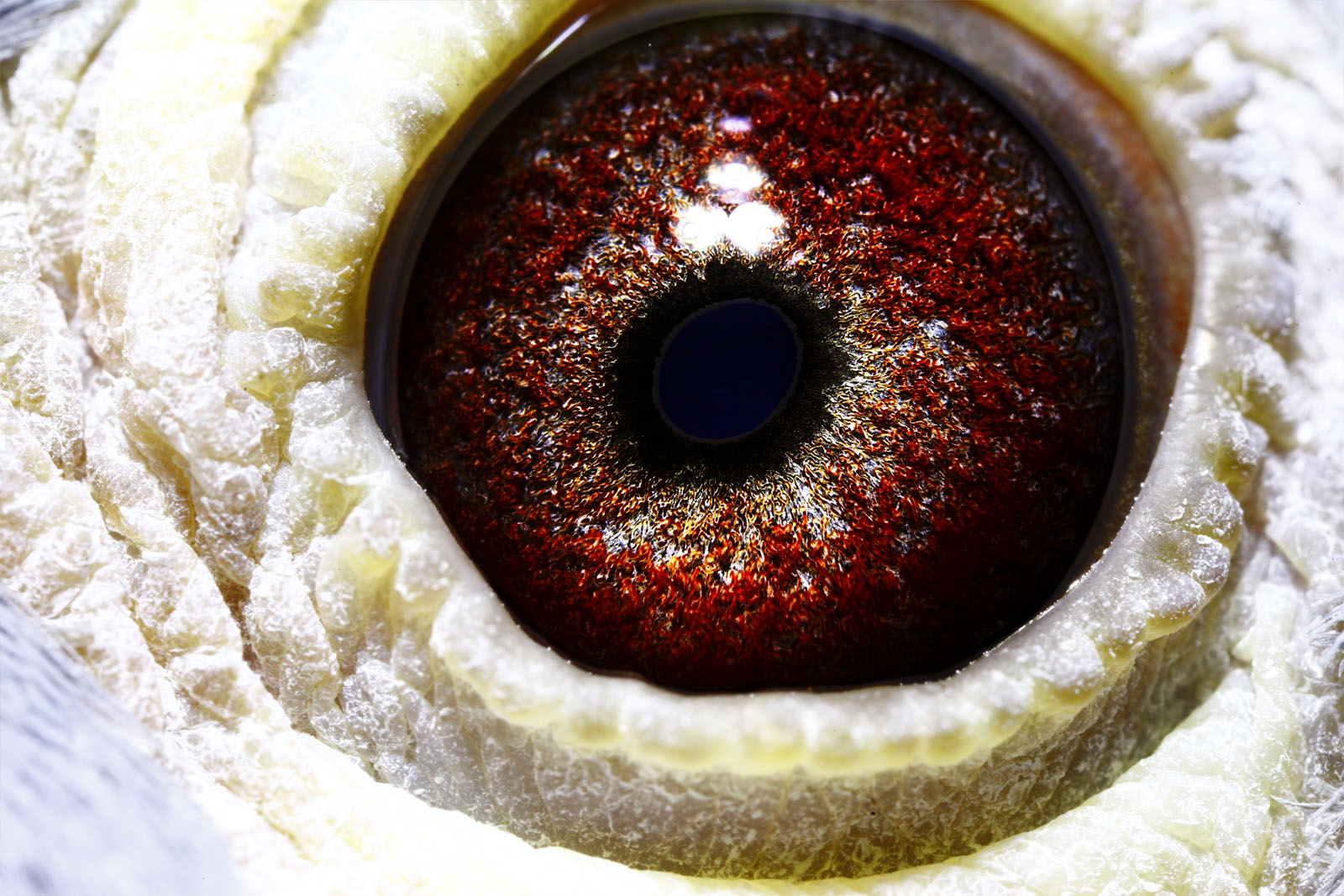 信鸽拍卖首页 拍卖专题 >> 查看拍卖商品 商品编号: 350104 足环号