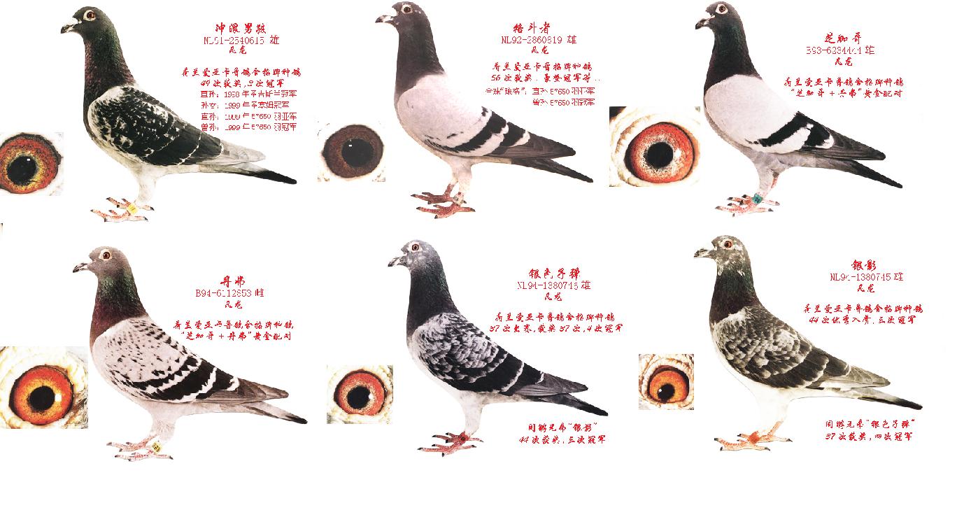 信鸽在线拍卖平台 - 中国信鸽信息网