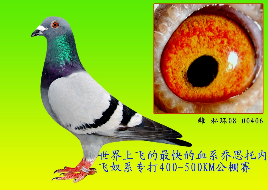 乔思·托内飞奴系406 保证金级 拍卖