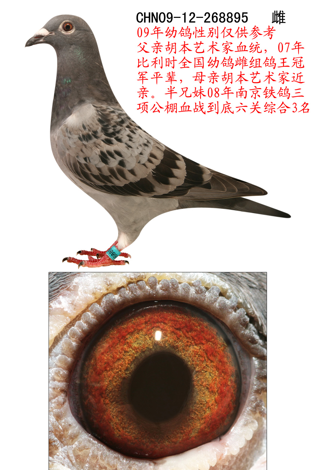 安徽飞飞鸽舍 - 中信网铭鸽展厅 www.ag188.com