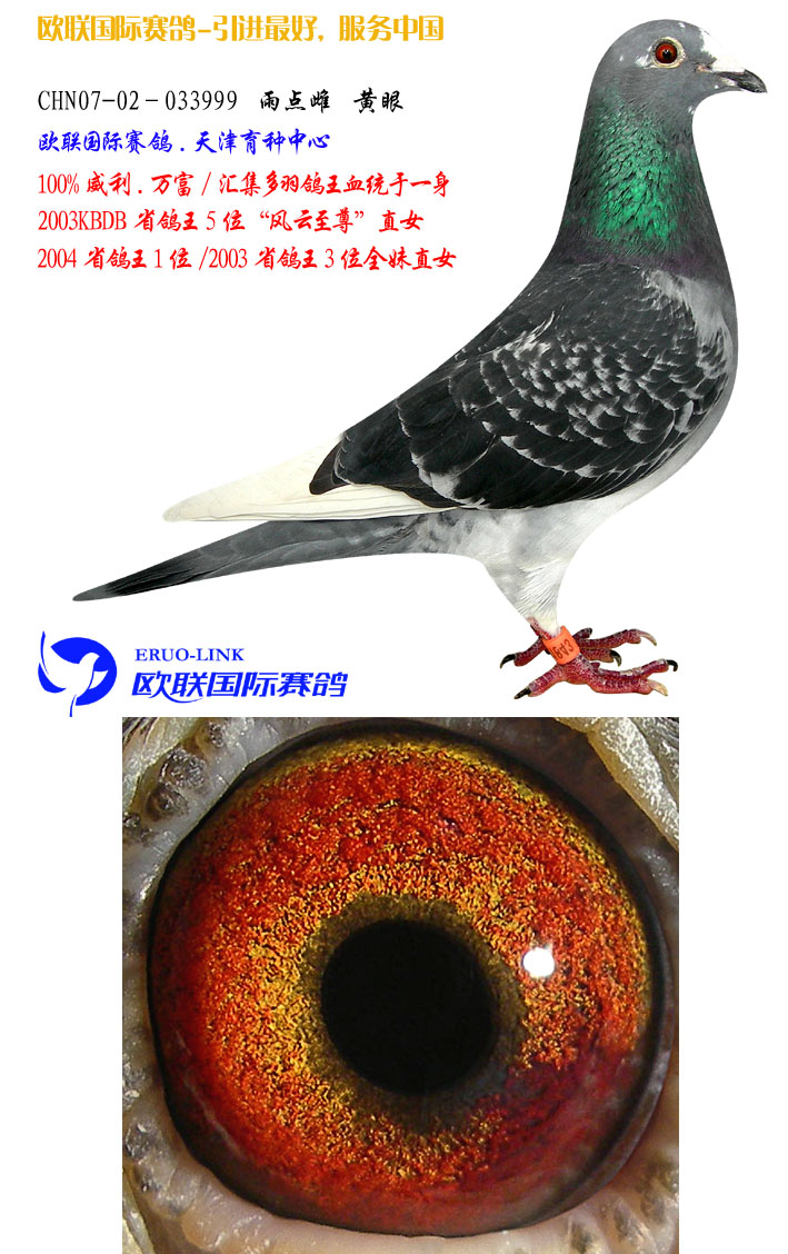 威廉.万富鸽王直女 保证金级 拍卖