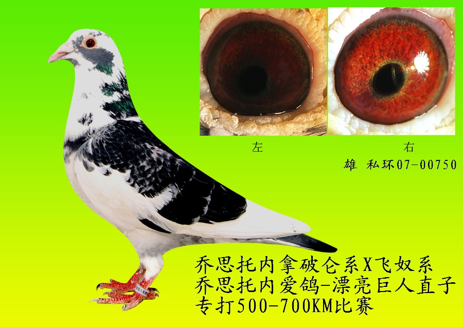 乔思托内拿破仑x飞奴系 漂亮巨人750 保证金级 拍卖