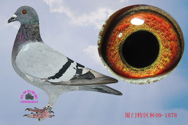 一线赛鸽(种鸽) 保证金级 拍卖