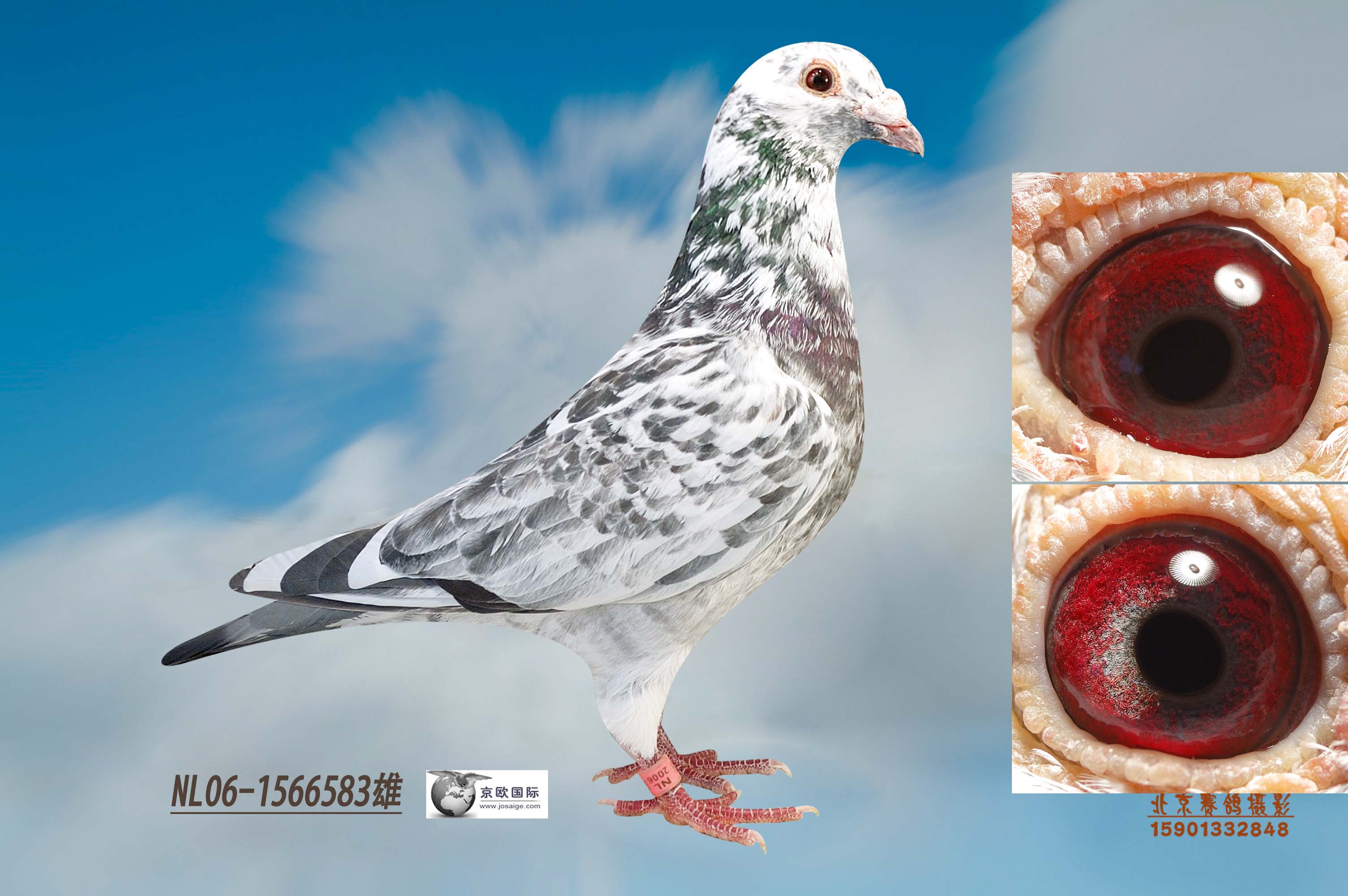 信鸽在线拍卖平台 - 中国信鸽信息网