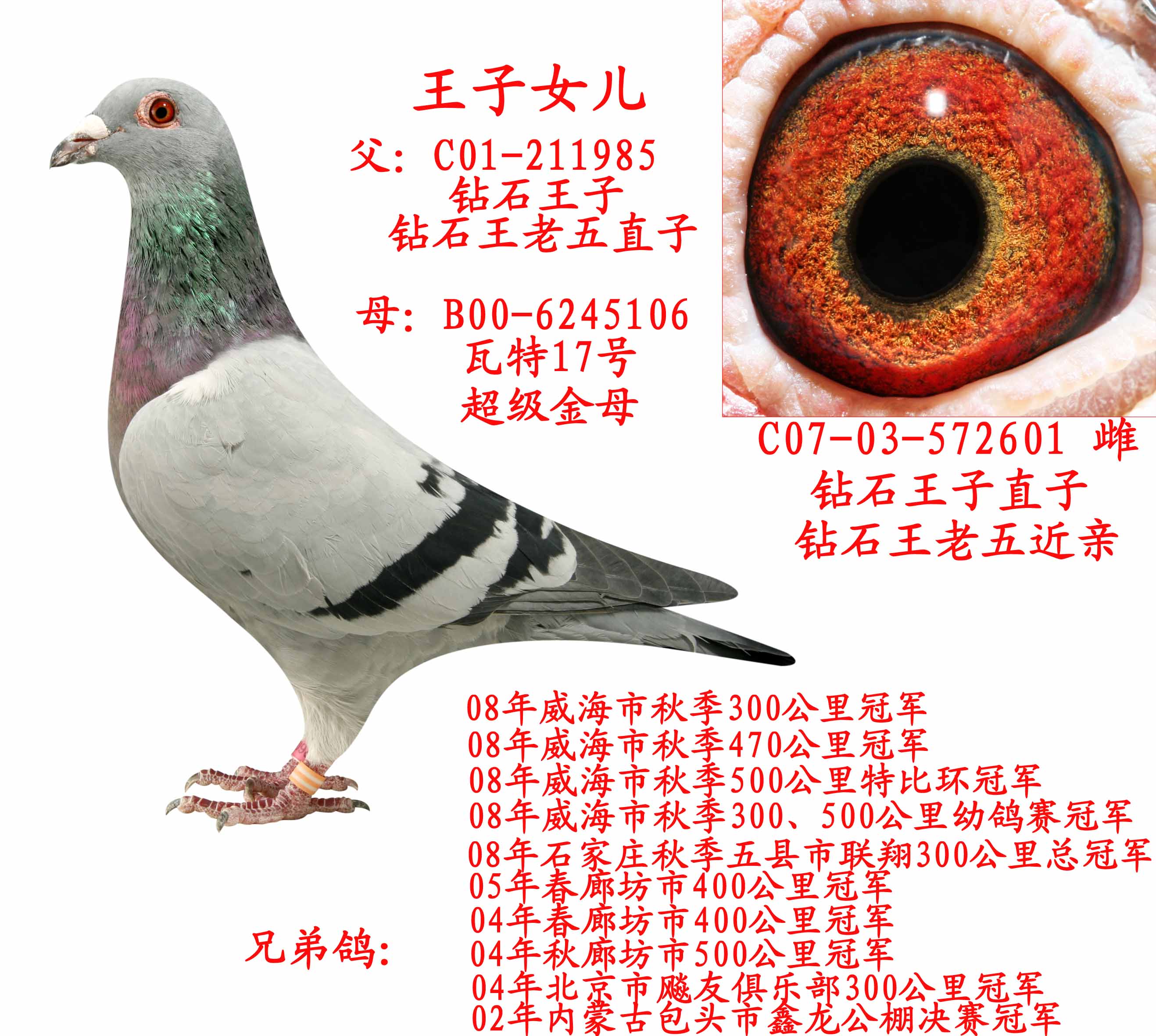 王老五鸽业 - 中信网铭鸽展厅 www.ag188.com