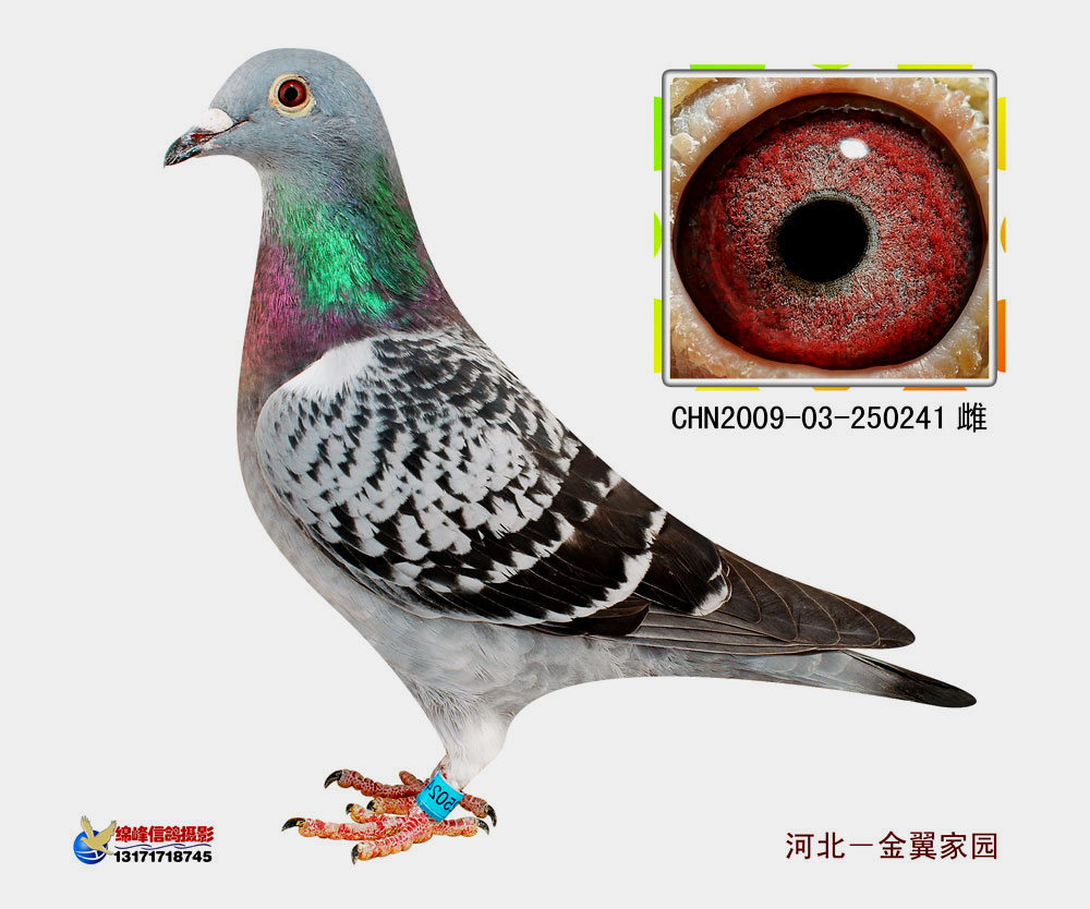 金翼家园 - 中信网铭鸽展厅 www.ag188.com