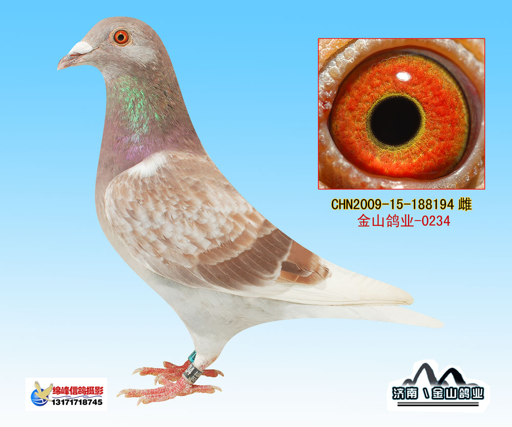 中国金山鸽业 - 中信网铭鸽展厅 www.ag188.com