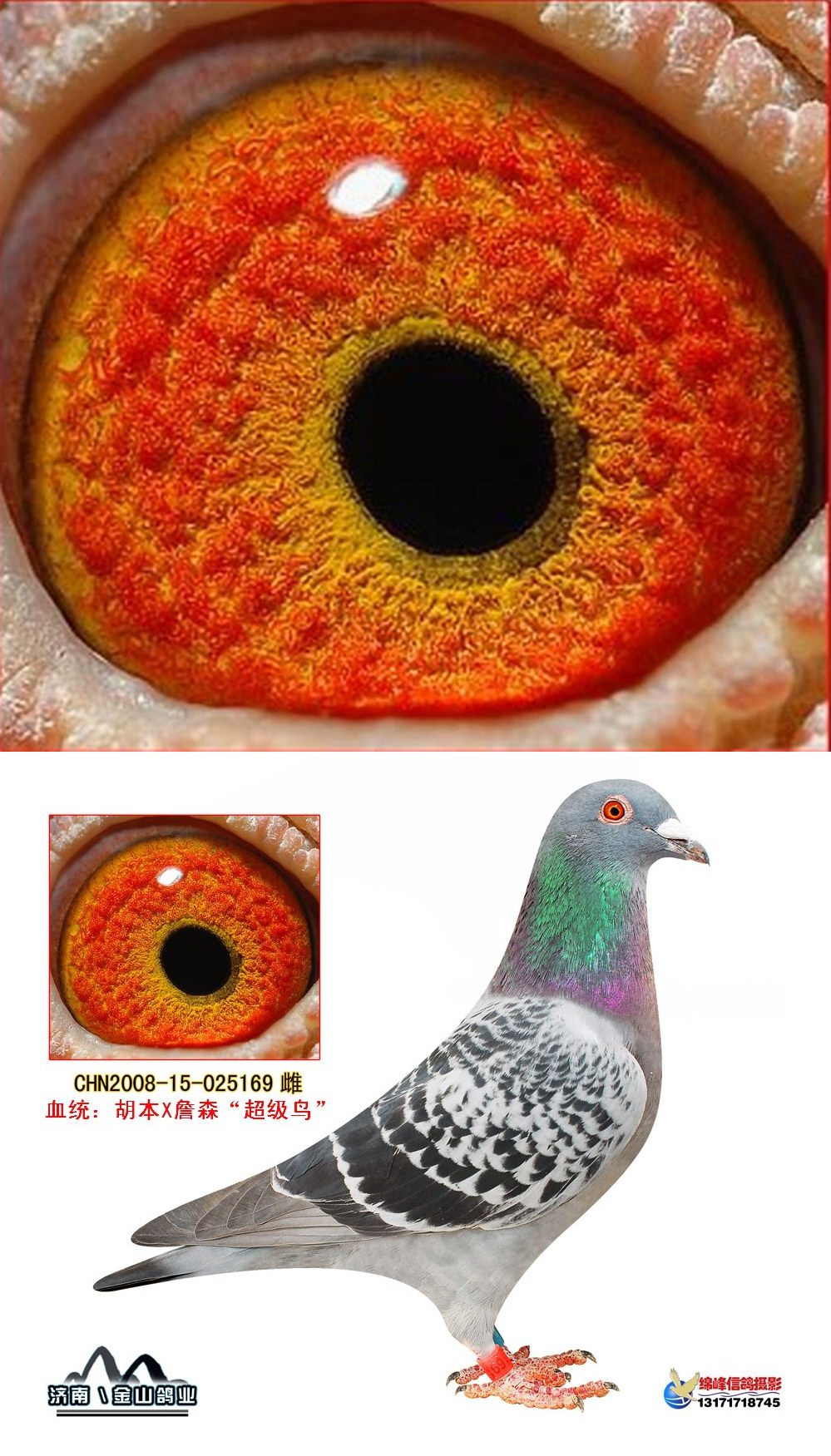 胡本x詹森"超级鸟" 保证金级 拍卖