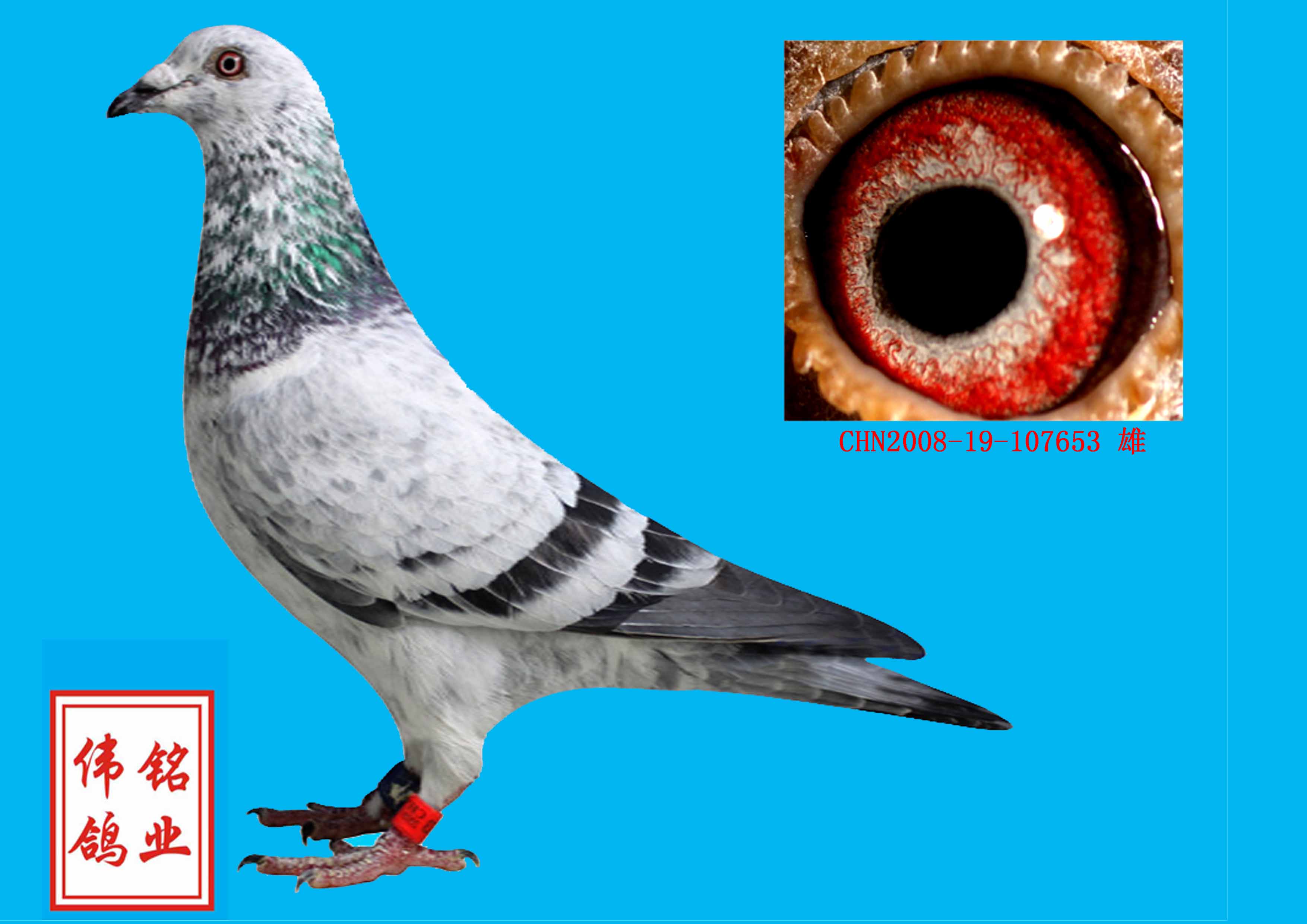 信鸽在线拍卖平台 - 中国信鸽信息网