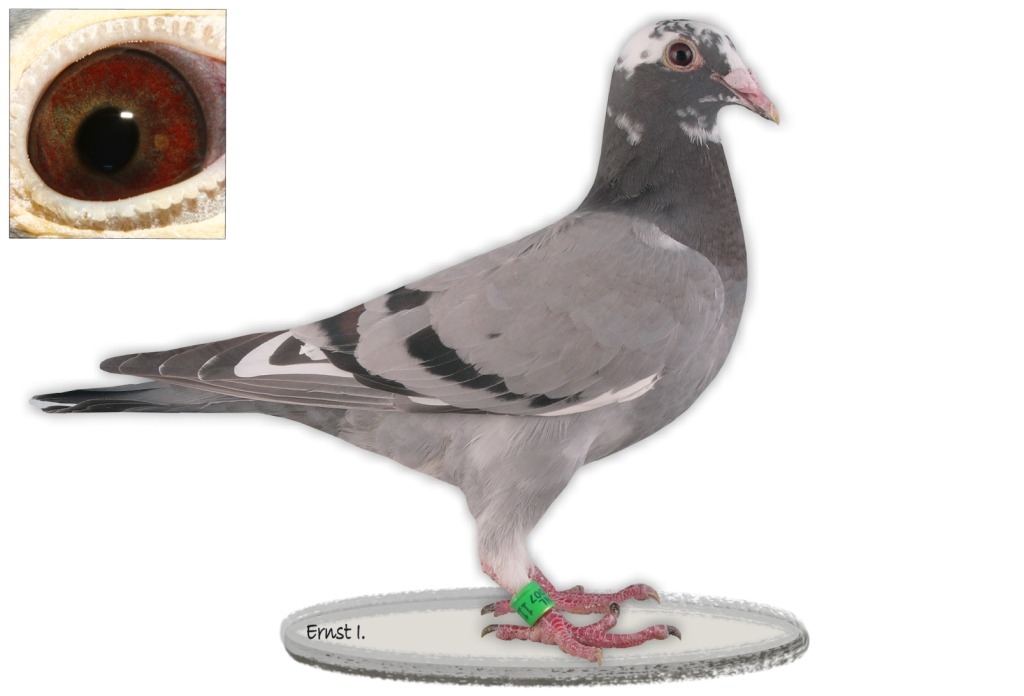 信鸽在线拍卖平台 - 中国信鸽信息网