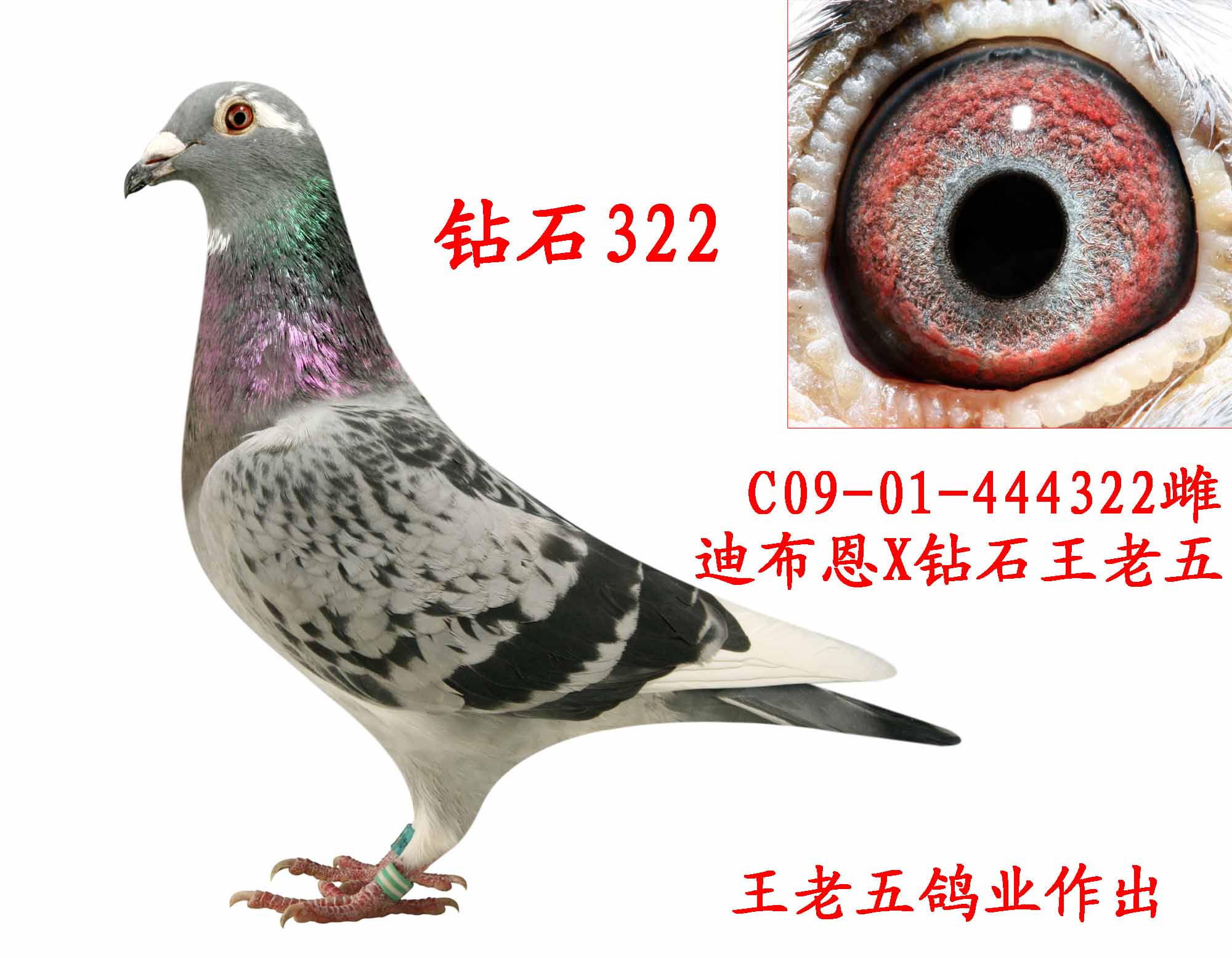 信鸽拍卖首页 拍卖专题 >> 查看拍卖商品   钻石322