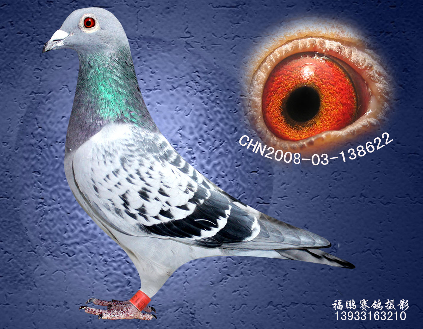 信鸽在线拍卖平台 - 中国信鸽信息网