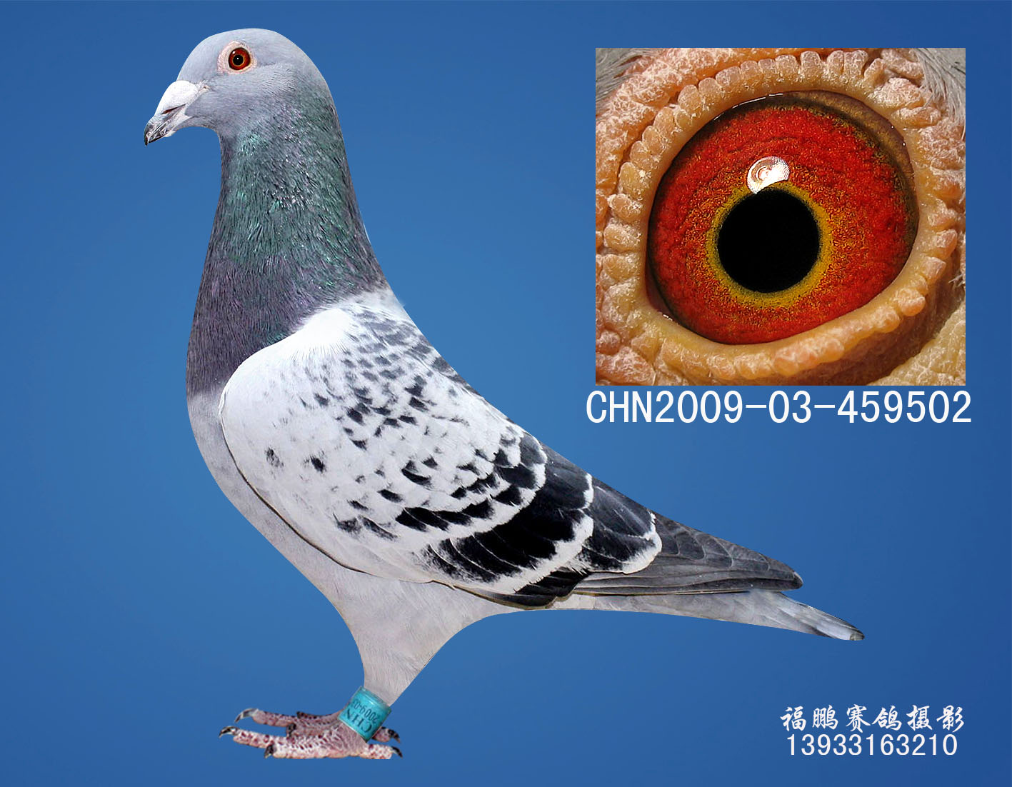 信鸽在线拍卖平台 - 中国信鸽信息网