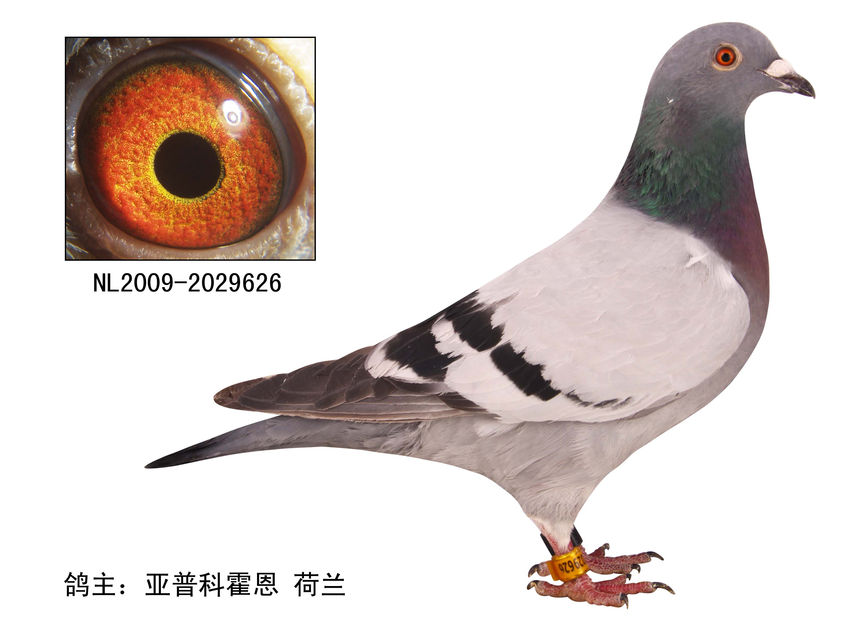 信鸽在线拍卖平台 - 中国信鸽信息网