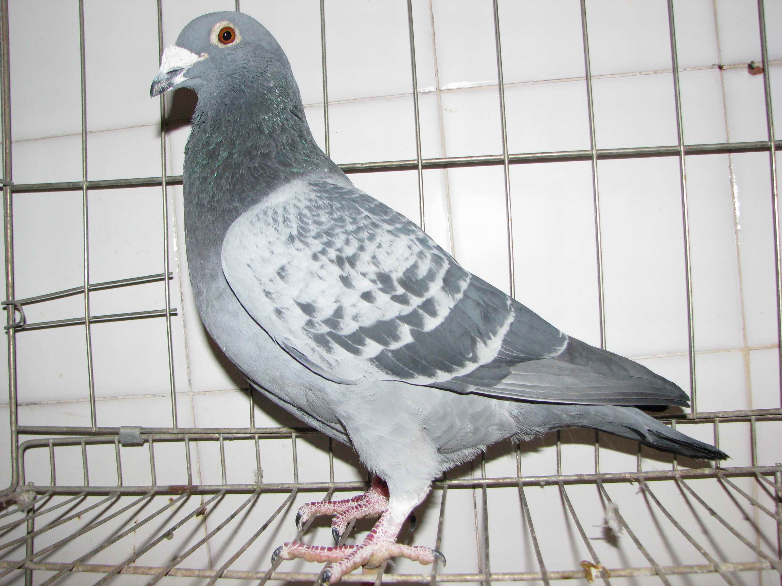 信鸽在线拍卖平台 - 中国信鸽信息网