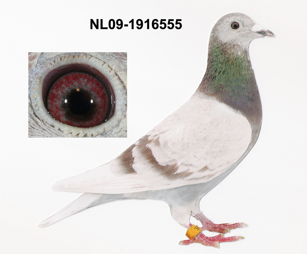 fennema信鸽                 (查看信用度) 商家所在地: 国外 德 