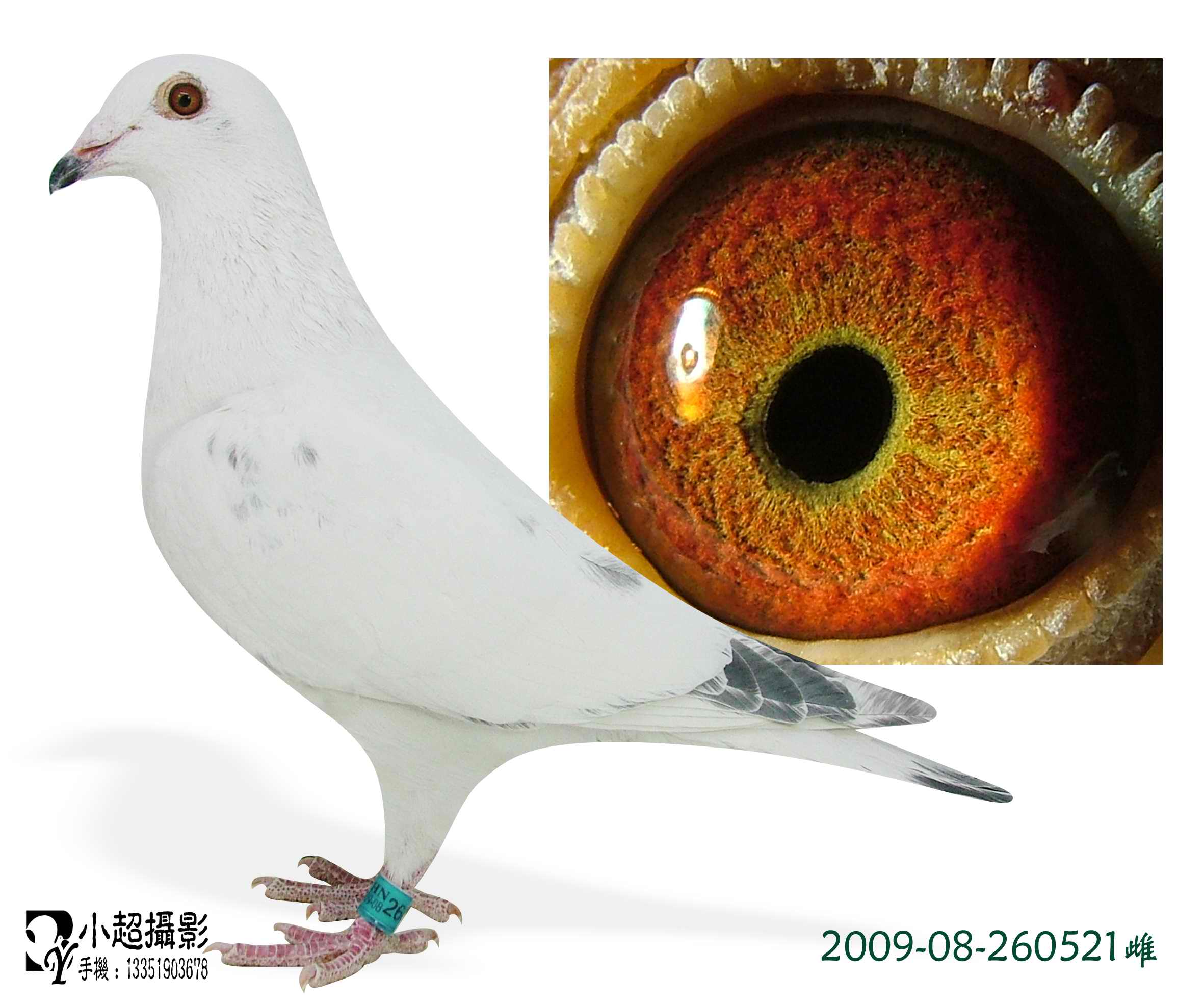 信鸽拍卖首页 拍卖专题 >> 查看拍卖商品 当前出价: 5000          元