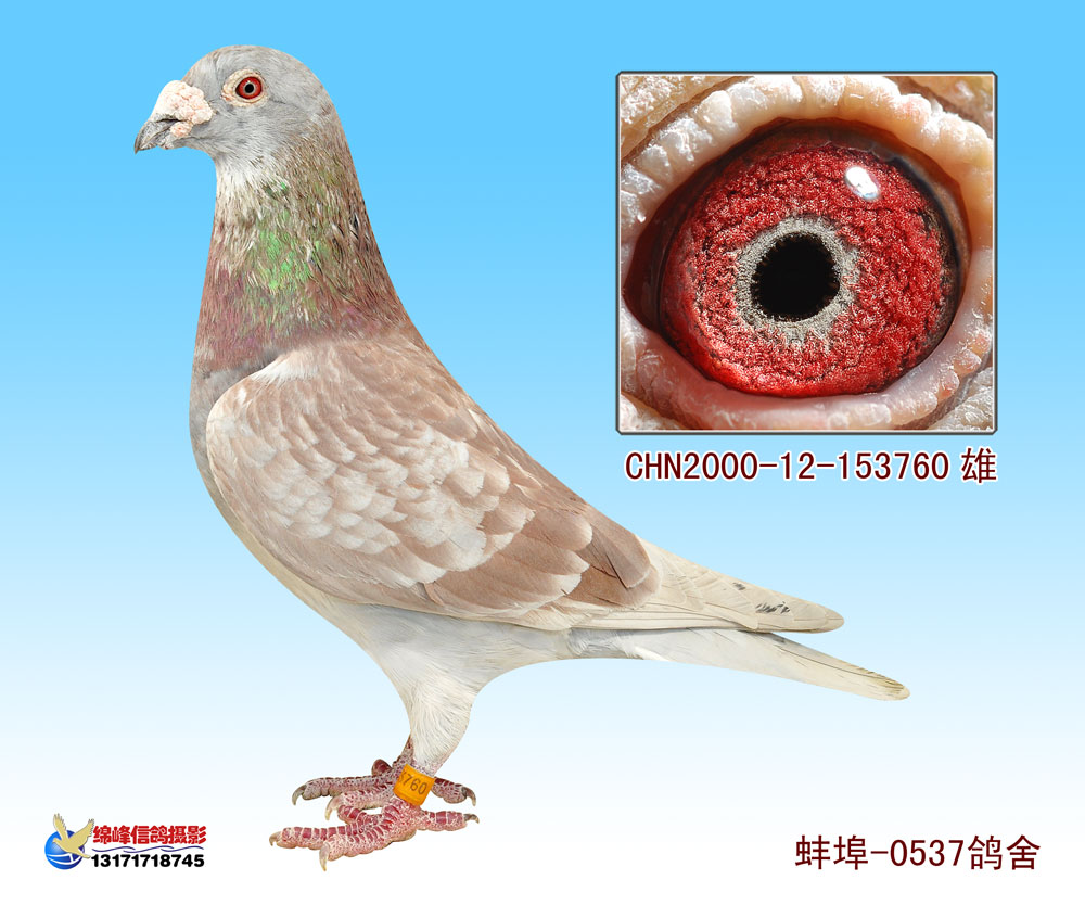 鲁道克拉森-老红怪 保证金级 拍卖
