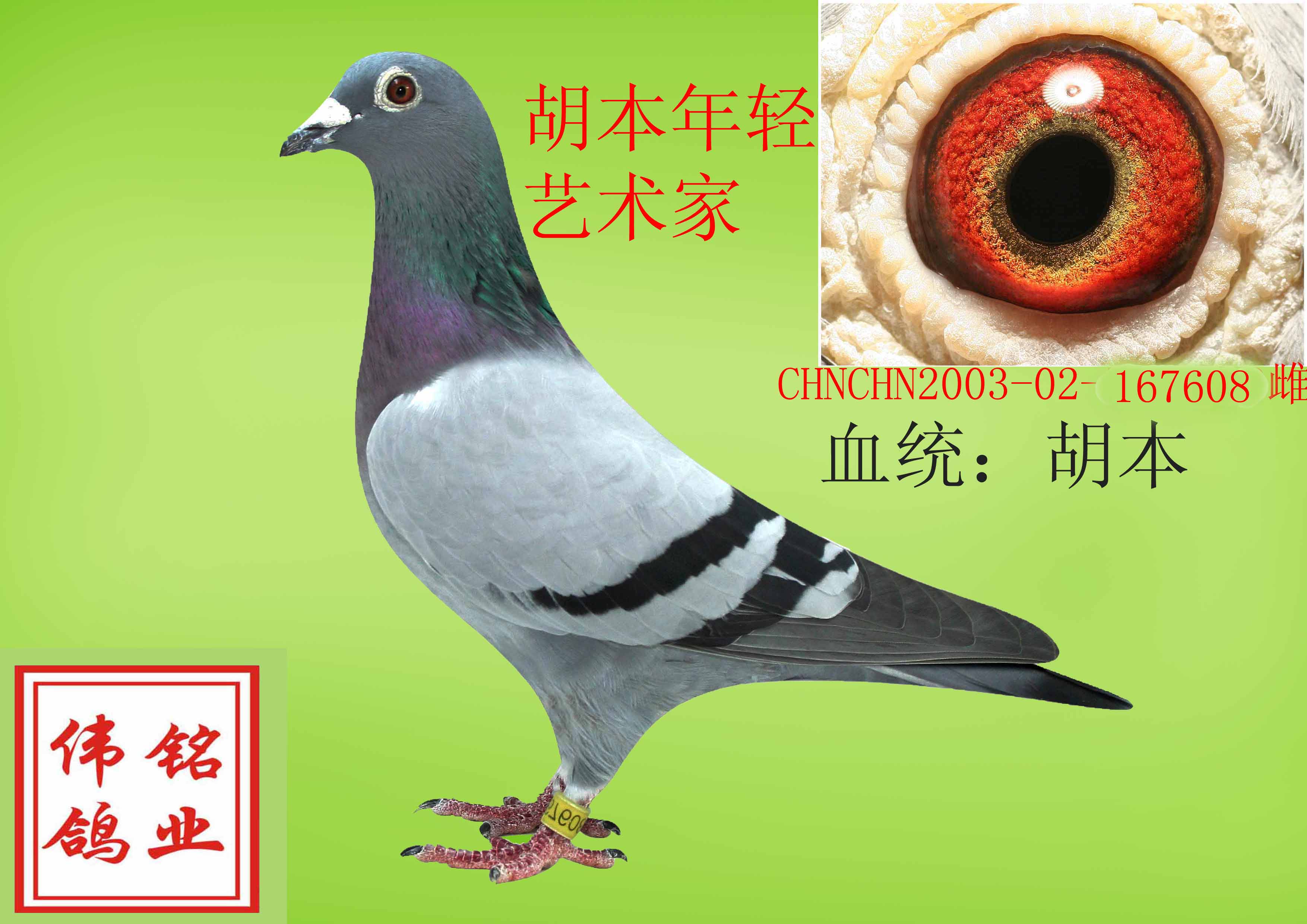 超级胡本,雌 保证金级 拍卖