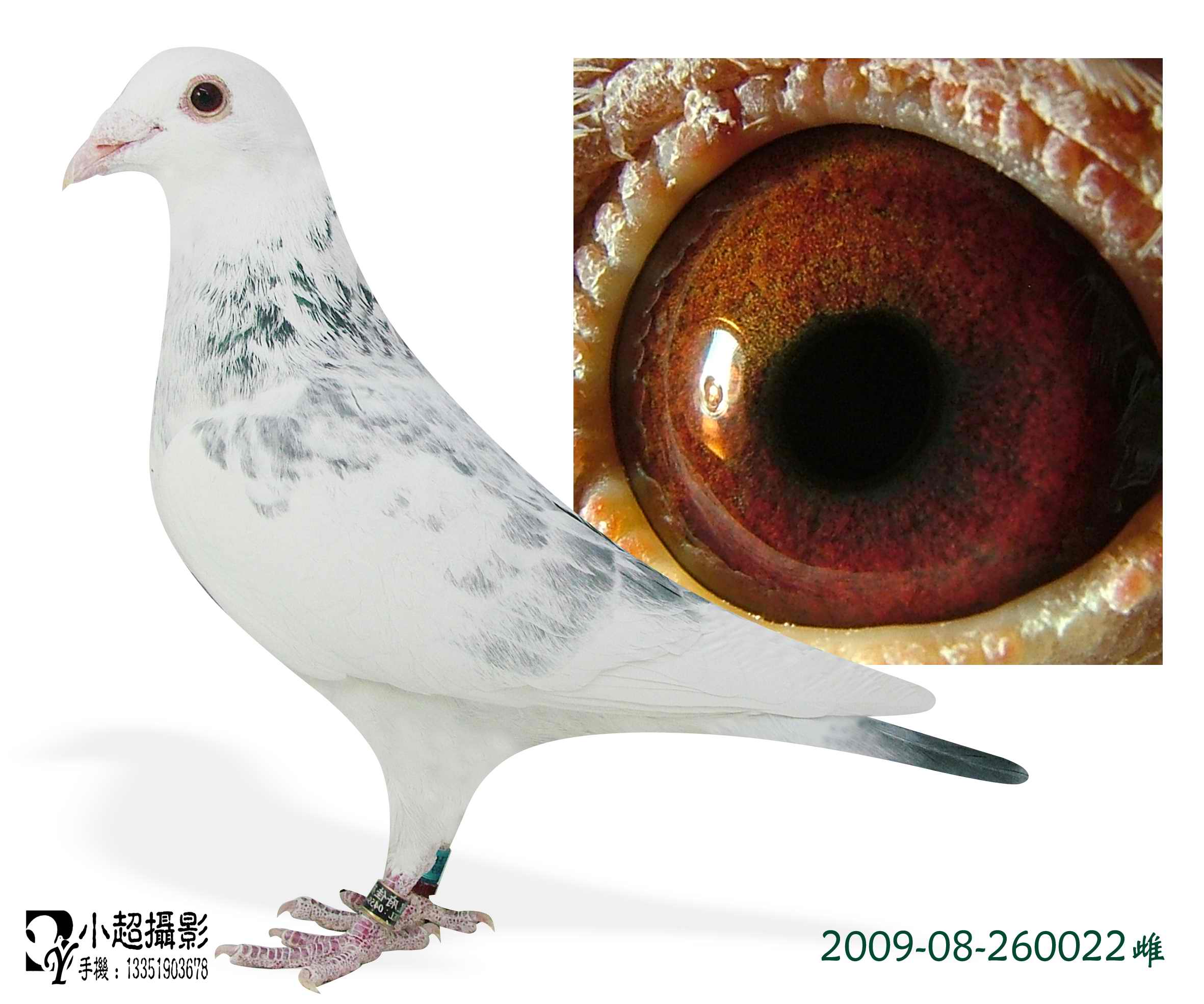 苍白骑士近亲直系 保证金级 拍卖